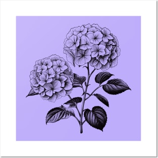 Hydrangea Flower Monochrome Posters and Art